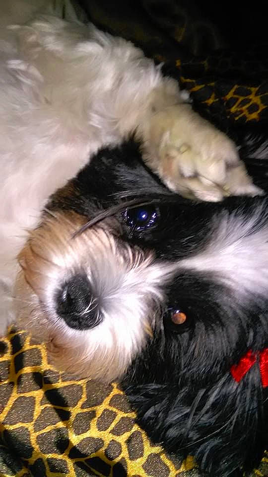 Nevaeh joined the competition — help win amazing prizes! canidae, carnivore, companion_dog, dog, dog_bed, dog_breed, dog_clothes, dog_supply, fur, maltepoo, puppy_love, shih_poo, small_terrier, snout, sporting_group, terrier, toy_dog, whiskers, working_animal, yorkipoo