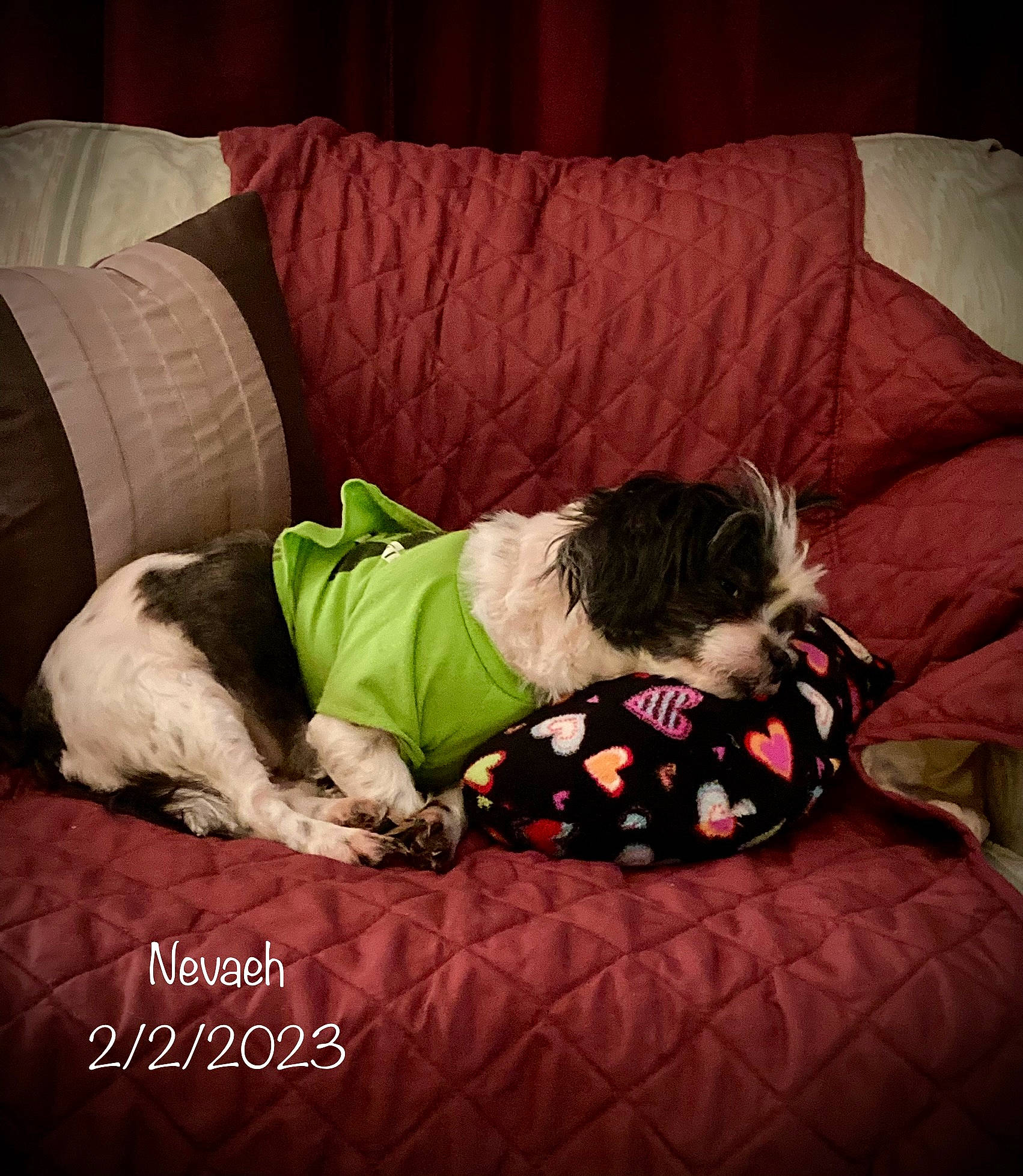 Nevaeh is registered to the contest to win money with this photo: bed, bed_frame, bedding, bedroom, carnivore, cloud, comfort, companion_dog, couch, dog, flooring, furniture, hardwood, linens, mammal, pillow, studio_couch, throw_pillow, tints_and_shades, wood