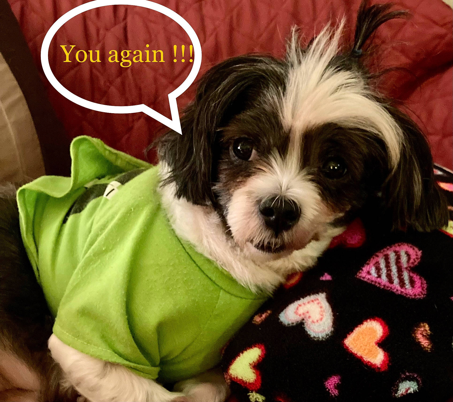 Nevaeh is registered to the contest to win money with this photo: canidae, carnivore, comfort, companion_dog, dog, dog_breed, dog_supply, fur, liver, pattern, photo_caption, puppy_love, shih_tzu, sleeve, small_terrier, snout, sporting_group, terrier, toy_dog, working_animal