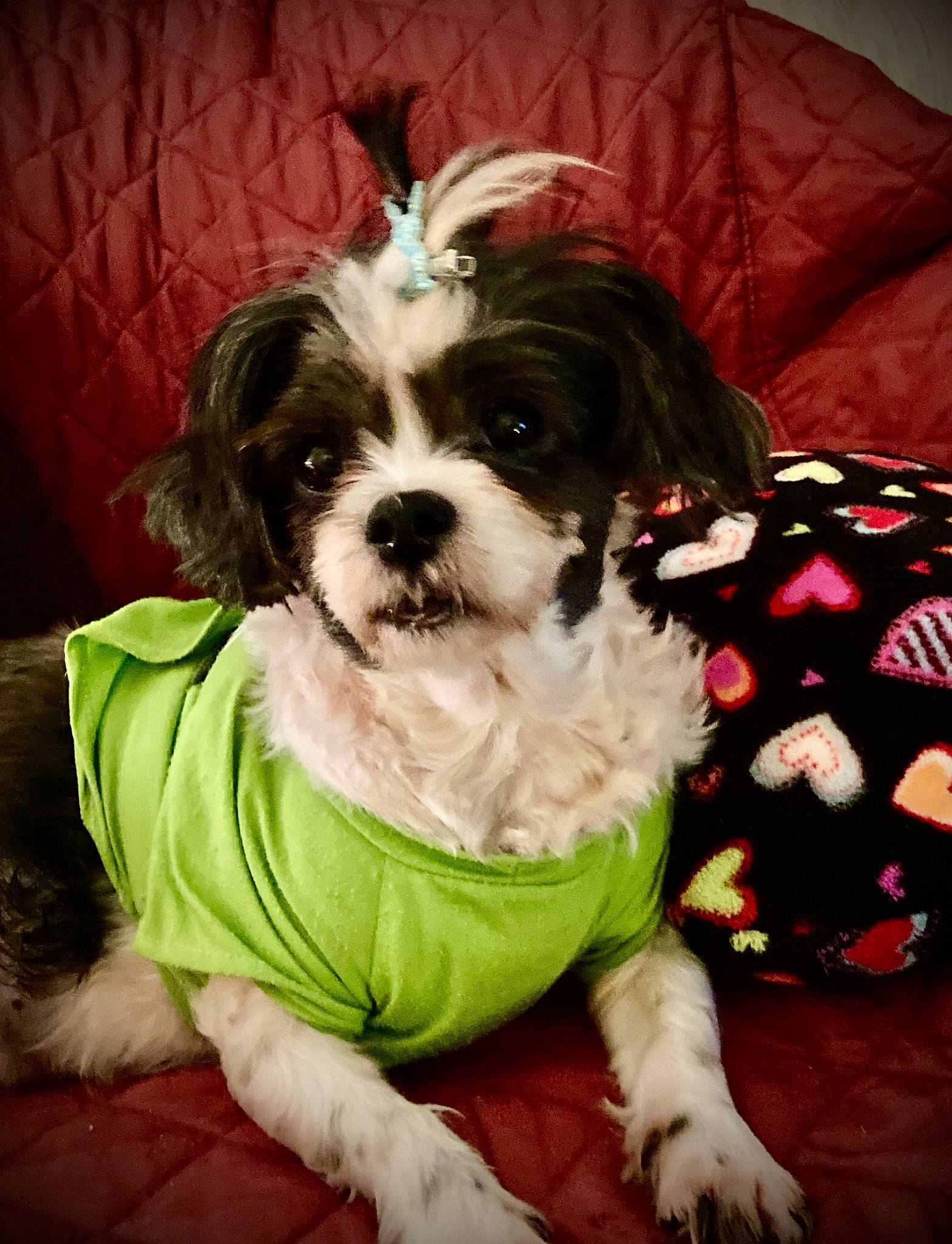 Nevaeh joined the competition — help win amazing prizes! canidae, carnivore, cavalier_king_charles_spaniel, companion_dog, dog, dog_breed, dog_collar, dog_supply, fawn, fur, liver, non_sporting_group, papillon, pattern, small_terrier, spaniel, sporting_group, terrier, toy_dog, working_animal