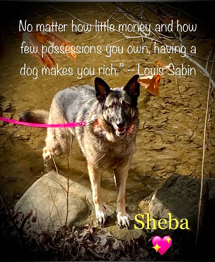 Sheba is registered to the contest to win money with this photo: adaptation, adventure, advertising, ancient_dog_breeds, art, canidae, carnivore, companion_dog, dog, dog_breed, dog_supply, font, happy, photo_caption, snout, soil, sporting_group, stock_photography, working_animal, working_dog