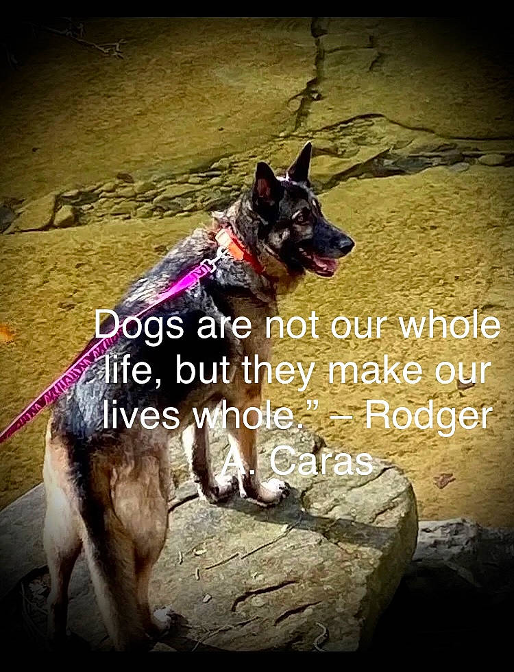 Sheba joined the competition — help win amazing prizes! adventure, canidae, carnivore, collar, companion_dog, dog, dog_breed, dog_collar, dog_supply, fashion_accessory, fawn, font, happy, leash, pet_supply, photo_caption, recreation, soil, sporting_group, working_animal