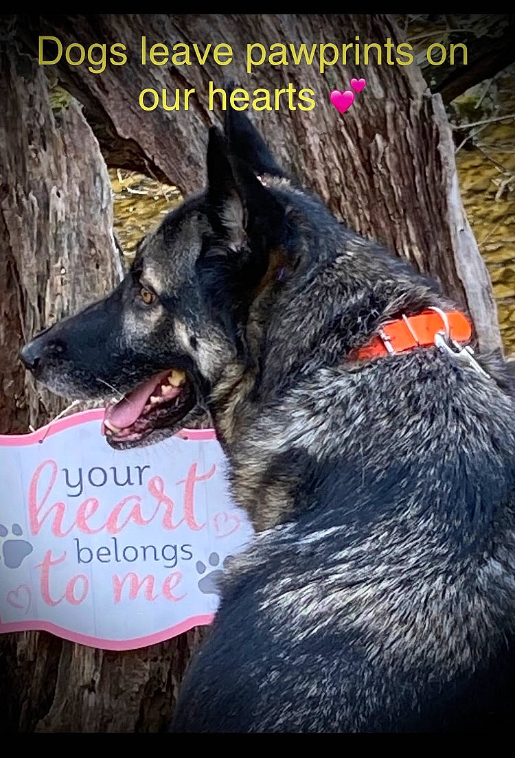 Sheba joined the competition — help win amazing prizes! canidae, carnivore, collar, companion_dog, dog, dog_breed, dog_collar, font, fur, herding_dog, king_shepherd, photo_caption, photography, sporting_group, terrestrial_animal, working_animal, working_dog