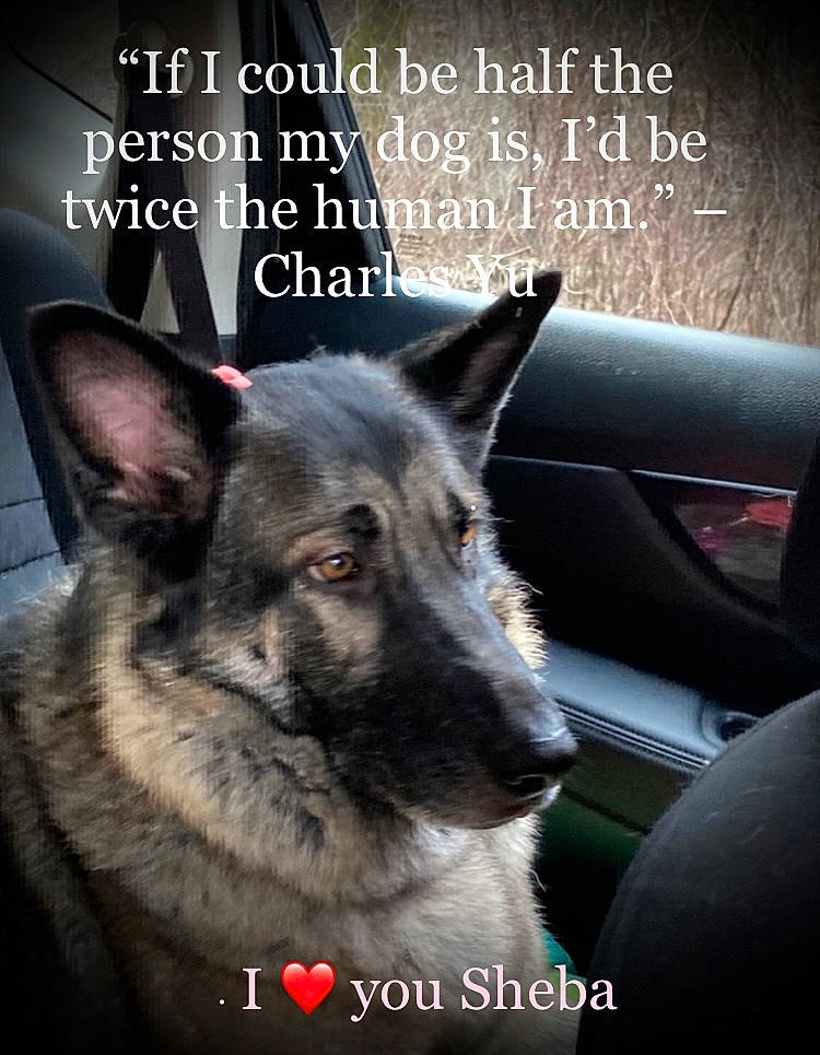 Sheba joined the competition — help win amazing prizes! canidae, car, carnivore, collar, companion_dog, dog, dog_breed, east_european_shepherd, font, fur, herding_dog, personal_luxury_car, pet_supply, photo_caption, publication, snout, vehicle, vehicle_door, whiskers, windshield