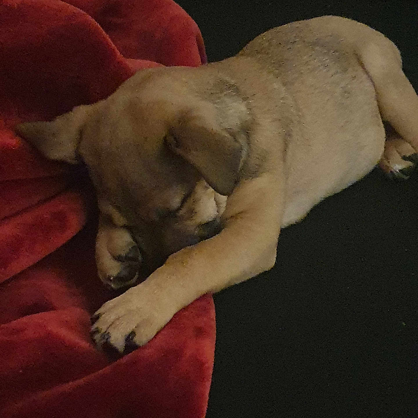 Tyson participe au concours pour gagner de l'argent avec cette photo : animal, back, beagle, bear, blanket, boxer, bulldog, canine, couch, dog, furniture, goldenretriever, hound, labradorretriever, person, pet, pitbull, puppy, sleeping, velvet