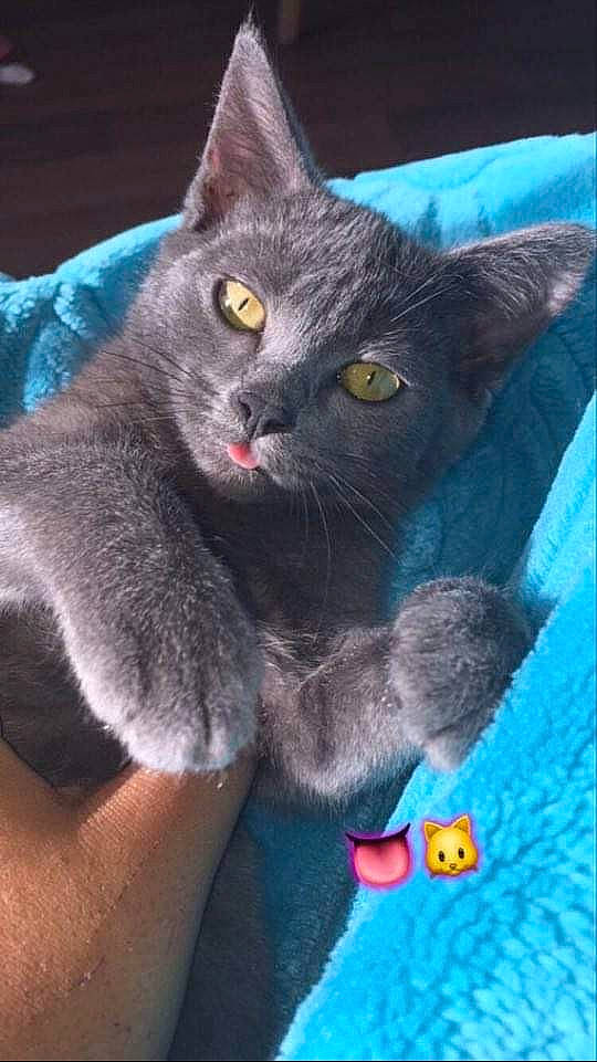 Nala