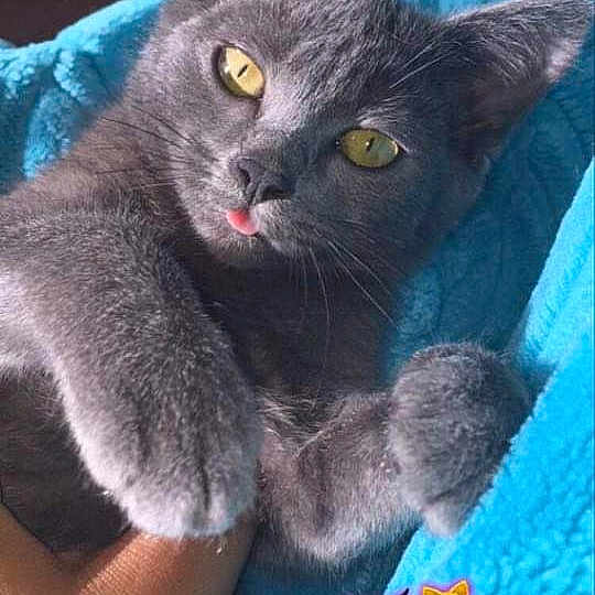 Nala