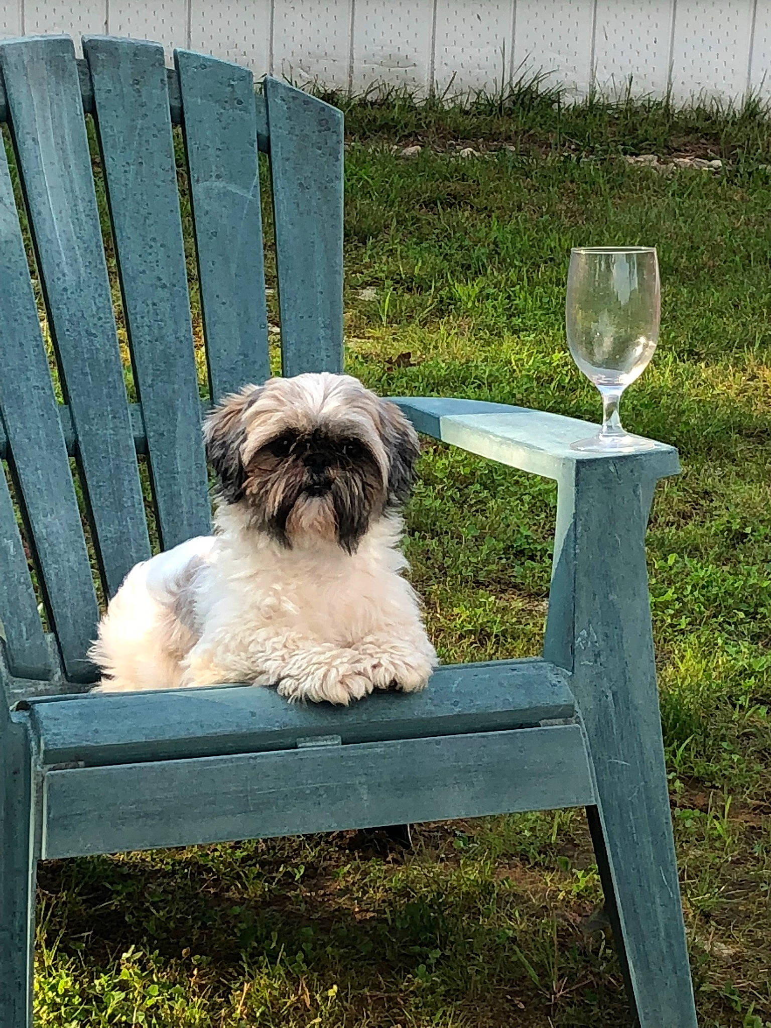 Bailey is registered to the contest to win money with this photo: canidae, carnivore, companion_dog, dog, dog_breed, fawn, fur, grass, liver, outdoor_furniture, plant, poodle_crossbreed, shih_tzu, small_terrier, snout, sporting_group, tableware, terrier, toy_dog, working_animal