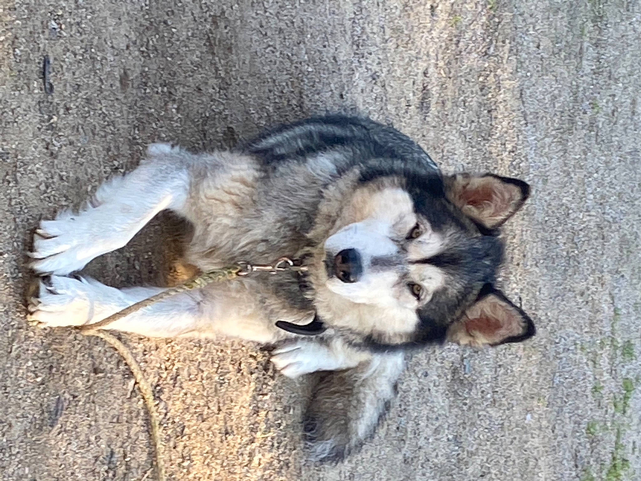 Alaska a rejoint le concours — aidez-le/la à gagner de superbes lots ! canidae, carnivore, claw, dog, dog_breed, eye, fawn, felidae, fur, paw, small_to_medium_sized_cats, soil, sporting_group, tail, terrestrial_animal, whiskers, wildlife, working_animal