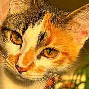 Tchoutchou a rejoint le concours — aidez-le/la à gagner de superbes lots ! cat, calico, close_up, portrait, animal, pet, feline, whiskers, ears, eyes, fur, sunlight, golden_hour, nature, outdoor, plant, blurred_background, warm_light, mammal, cute