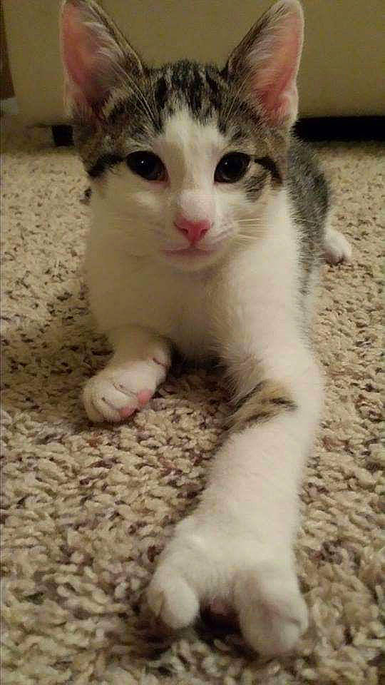 Spock joined the competition — help win amazing prizes! carnivore, cat, claw, domestic_short_haired_cat, felidae, flooring, foot, fur, paw, small_to_medium_sized_cats, snout, tail, terrestrial_animal, whiskers