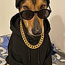 accessory, animal, beanie, bed, black_clothing, canine, cool, costume, cute, dog, expression, fashion, gold_chain, hoodie, indoor, patterned_bedspread, pet, portrait, sitting, sunglasses