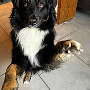Uno a rejoint le concours — aidez-le/la à gagner de superbes lots ! animal, black_dog, brown_paws, canine, closeup, cute, dog, domestic, friendly, fur, house, indoor, looking_up, mammal, paw_raised, pet, portrait, tile_floor, white_chest, wooden_post