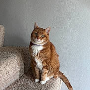 The Cat is registered to the contest to win money with this photo: carpet, cat, collar, cozy, domestic_cat, fur, green_eyes, household, indoor, looking_at_camera, orange_tabby, paws, pet, portrait, sitting, stairs, tail, texture, wall, whiskers