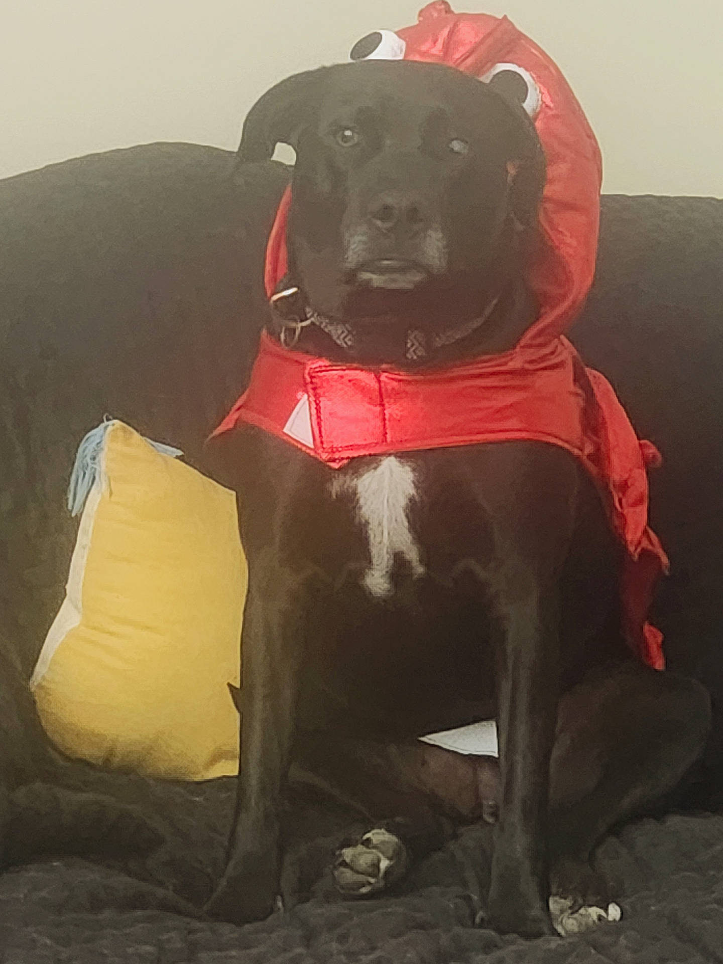 Nova