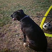 Nova is registered to the contest to win money with this photo: dog, black_dog, pet, animal, outdoor, backyard, grass, soccer_ball, soccer_goal, sports, leash, collar, tongue, panting, sitting, parked_car, second_dog, yard, sunlight, photography