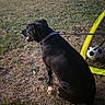 dog, black_dog, pet, animal, outdoor, backyard, grass, soccer_ball, soccer_goal, sports, leash, collar, tongue, panting, sitting, parked_car, second_dog, yard, sunlight, photography