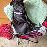 Nova is registered to the contest to win money with this photo: dog, black_dog, pet, animal, sitting, lounging, camping_chair, folding_chair, pink_collar, green_cushion, red_blanket, outdoor, porch, concrete, orange_wall, short_hair, floppy_ears, brown_eyes, relaxed, portrait
