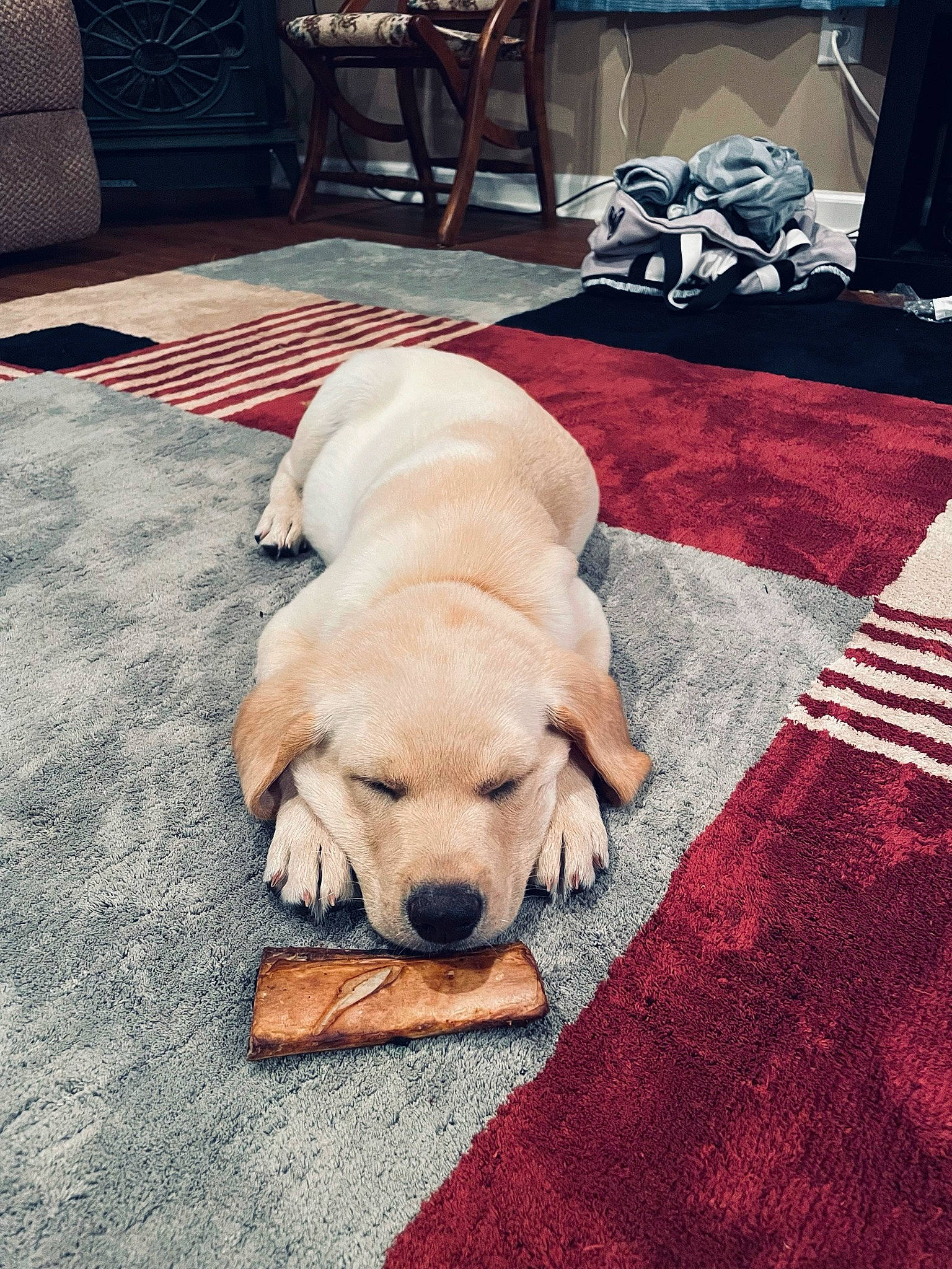 Bentley Clyde is registered to the contest to win money with this photo: canidae, carnivore, carpet, chair, comfort, companion_dog, dog, dog_breed, dog_supply, fawn, floor, flooring, fur, hardwood, room, snout, sporting_group, tail, wood, working_animal