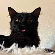 Junior joined the competition — help win amazing prizes! animal, black_cat, blanket, cat, closeup, cozy, ears, feline, fluffy, funny, fur, golden_eyes, indoor, pet, pink_tongue, portrait, sitting, soft_lighting, tongue, whiskers