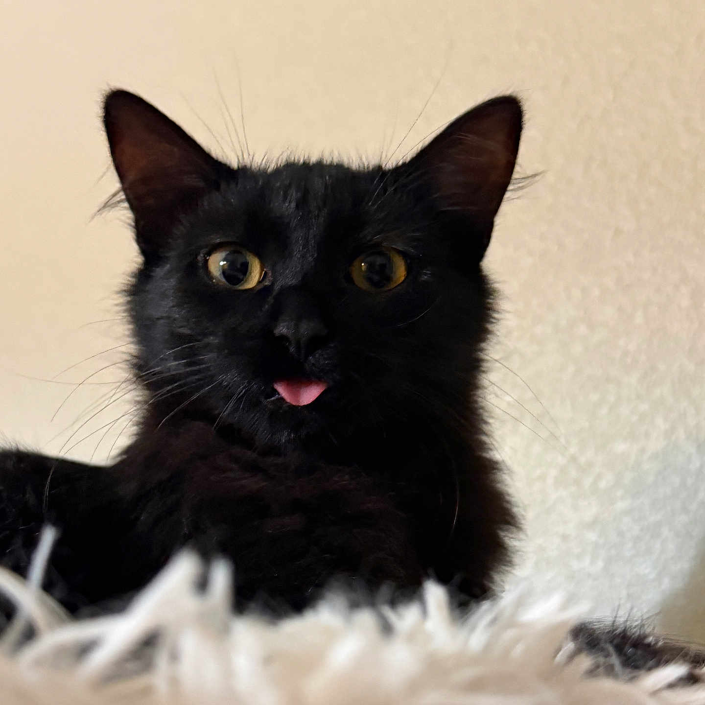 Junior joined the competition — help win amazing prizes! animal, black_cat, blanket, cat, closeup, cozy, ears, feline, fluffy, funny, fur, golden_eyes, indoor, pet, pink_tongue, portrait, sitting, soft_lighting, tongue, whiskers