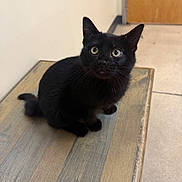 Jade is registered to the contest to win money with this photo: black_cat, cat, pet, animal, wooden_surface, indoor, curious, wide_eyes, feline, sitting, attention, furry, whiskers, ears, tail, floor, door, wall, domestic, cute