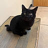 black_cat, cat, pet, animal, wooden_surface, indoor, curious, wide_eyes, feline, sitting, attention, furry, whiskers, ears, tail, floor, door, wall, domestic, cute