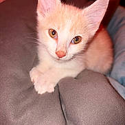 Opal is registered to the contest to win money with this photo: animal, cat, close_up, couch, cushion, ears, eyes, face, feline, fur, ginger_cat, indoor, kitten, orange_cat, paws, pet, pink_nose, portrait, sitting, whiskers