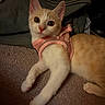 Opal is registered to the contest to win money with this photo: animal, backpack, carpet, cat, cute, ears, feline, floor, harness, indoors, kitten, looking_at_camera, lying_down, orange_and_white, pet, pink_harness, portrait, travel_bag, whiskers, wide_eyed