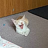 Opal is registered to the contest to win money with this photo: animal, carpet, cat, closed_eyes, cozy, cream_cat, crossed_paws, cute, floor, funny, indoor, kitten, mat, open_mouth, pet, portrait, sitting, toy, wooden_cabinet, yawning