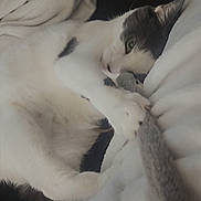 Chloe joined the competition — help win amazing prizes! cat, pet, white_cat, black_spot, feline, cozy, blanket, soft, snuggling, indoor, cute, relaxed, paw, fur, resting, toy, closeup, animal, sleepy, comfort