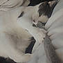 cat, pet, white_cat, black_spot, feline, cozy, blanket, soft, snuggling, indoor, cute, relaxed, paw, fur, resting, toy, closeup, animal, sleepy, comfort