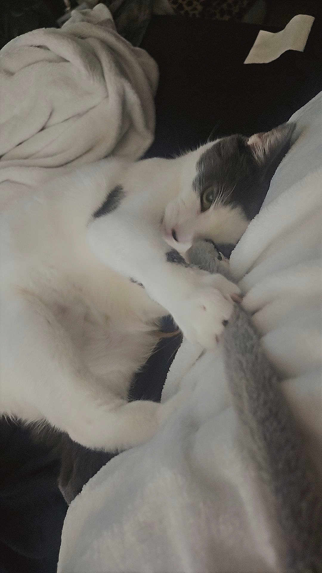 Chloe