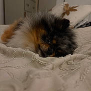 Blue a rejoint le concours — aidez-le/la à gagner de superbes lots ! bed, bedding, bedroom, blanket, close_up, cozy, cute, dog, domestic_pet, eyes, fluffy, fur, indoors, nose, pet, pomeranian, portrait, resting, sleepy, small_dog