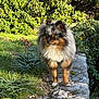 Blue a rejoint le concours — aidez-le/la à gagner de superbes lots ! bushes, curious, dog, ears, fluffy_fur, fur, garden, grass, moss, muzzle, outdoor, paws, pet, pomeranian, portrait, shadow, small_dog, standing, stone_wall, sunlight