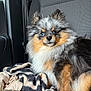 Blue participe au concours pour gagner de l'argent avec cette photo : alert_ears, animal, blanket, blue_eyes, car_seat, close_up, dog, fluffy_fur, handbag, long_fur, pet, pomeranian, portrait, puppy, sitting, striped_blanket, travel, tricolor, whiskers, zipper
