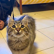 Moorea a rejoint le concours — aidez-le/la à gagner de superbes lots ! bed, big_eyes, cat, cute, domestic_animal, furniture, furry, home, indoor, kitten, looking_up, person_partial, pet, photobomb, portrait, smile, tabby_cat, tile_floor, whiskers, young_cat