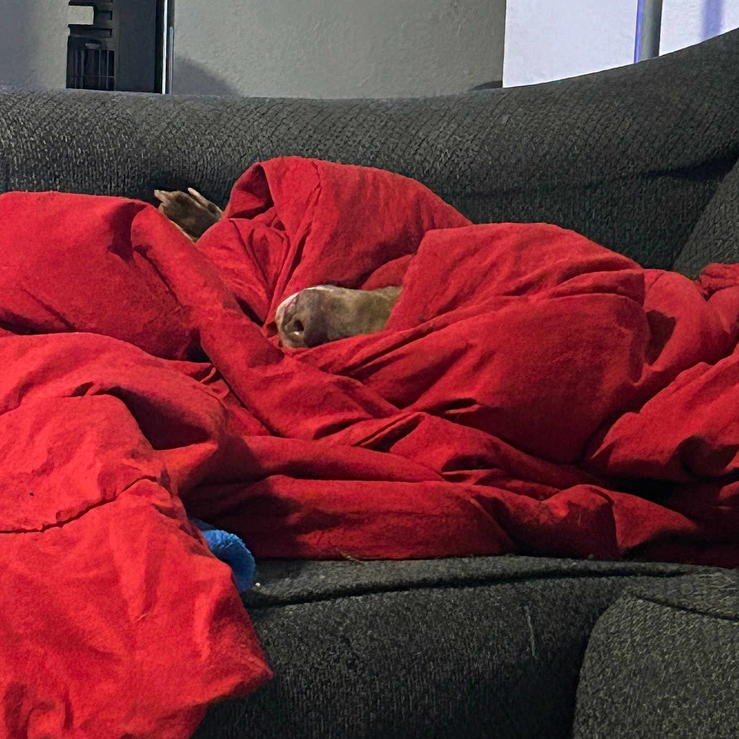 Zelda joined the competition — help win amazing prizes! animal, architecture, bed, blanket, building, canine, cat, couch, cushion, dog, ferret, furniture, homedecor, indoors, livingroom, person, pet, puppy, room, sleeping