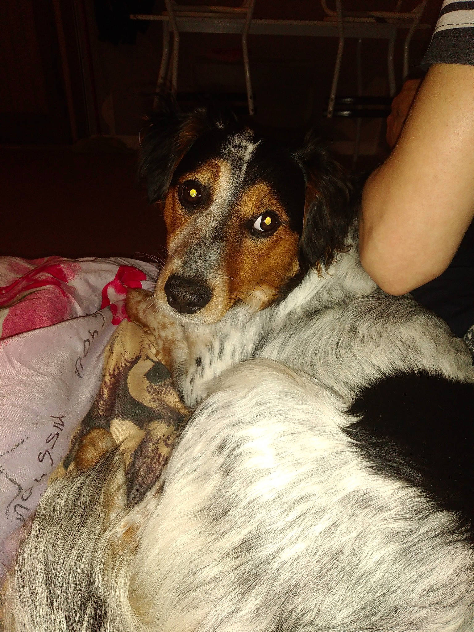 Rox participe au concours pour gagner de l'argent avec cette photo : australian_shepherd, canidae, carnivore, companion_dog, dog, dog_breed, fur, mammal, puppy, rare_breed_dog, sporting_group, vertebrate