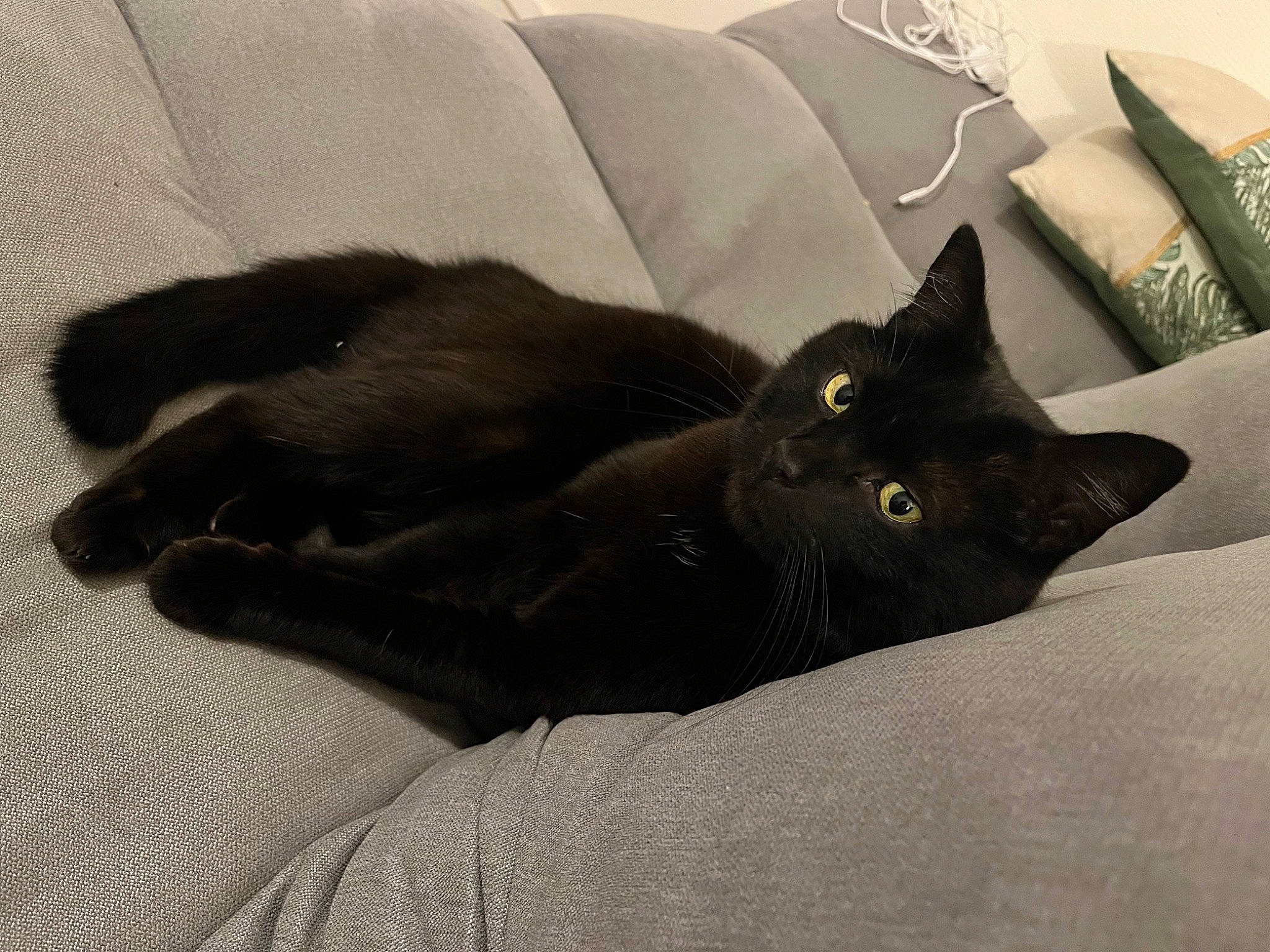 Minion a rejoint le concours — aidez-le/la à gagner de superbes lots ! black_cat, bombay, carnivore, cat, comfort, couch, domestic_short_haired_cat, felidae, fur, grey, mammal, nap, room, small_to_medium_sized_cats, tail, vertebrate, whiskers
