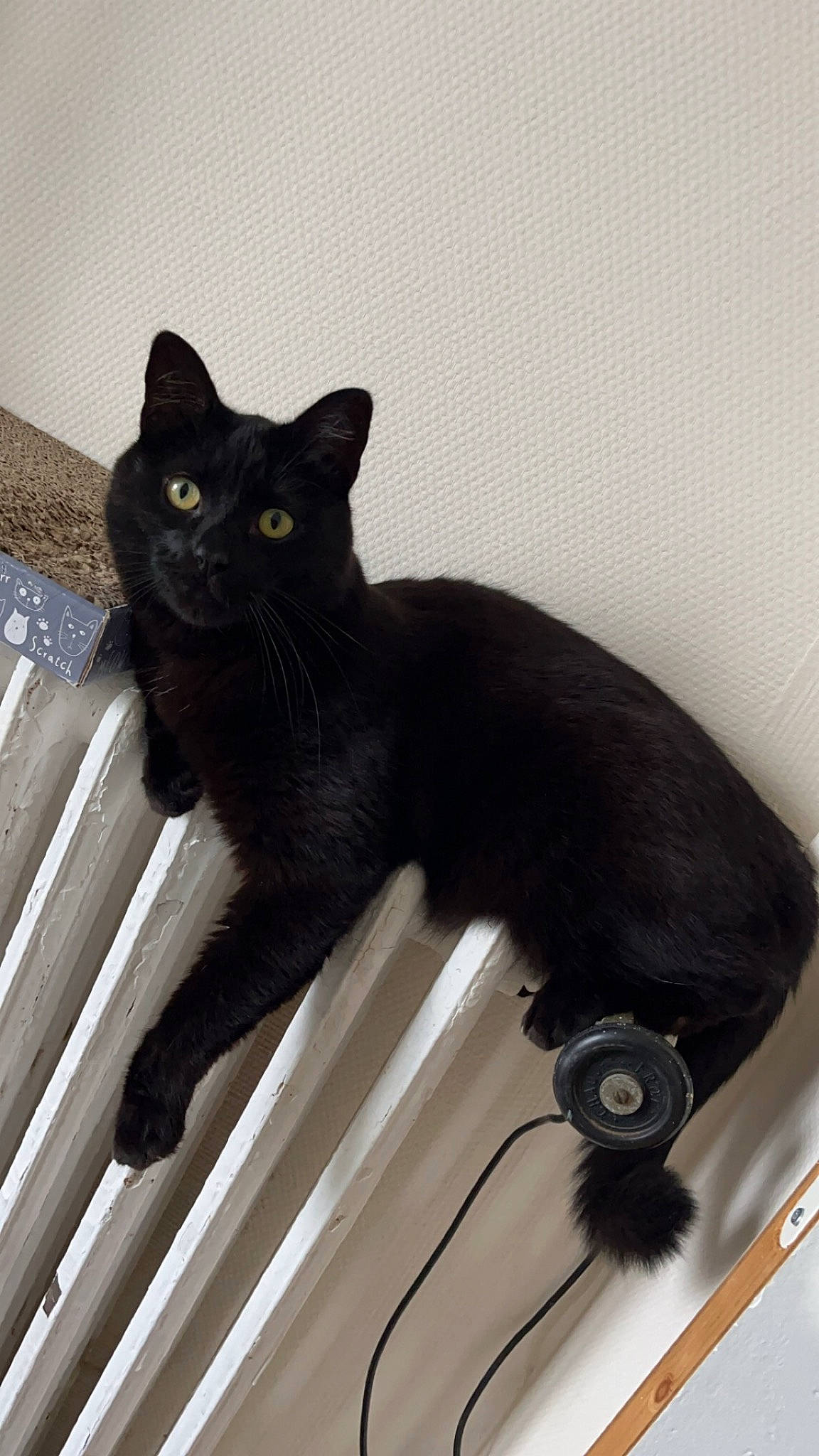 Minion a rejoint le concours — aidez-le/la à gagner de superbes lots ! black_cat, bombay, carnivore, cat, comfort, domestic_short_haired_cat, felidae, fur, grey, paw, plant, sitting, small_to_medium_sized_cats, stairs, tail, terrestrial_animal, whiskers, window, wood