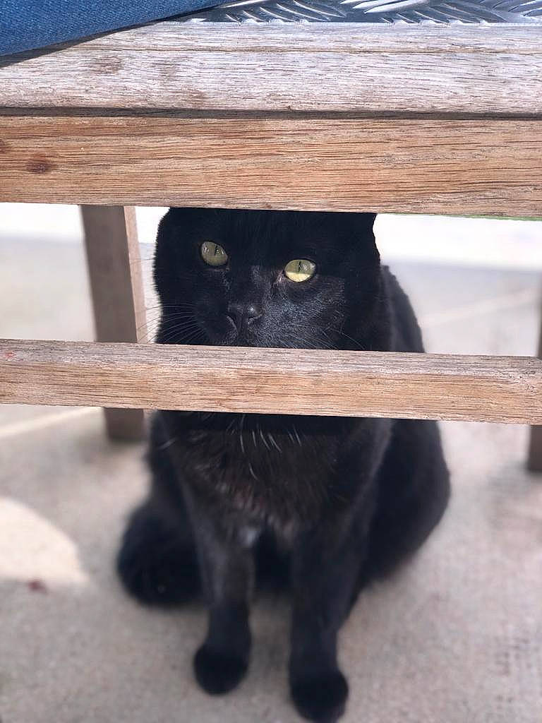 Minion a rejoint le concours — aidez-le/la à gagner de superbes lots ! black_cat, bombay, carnivore, cat, claw, domestic_short_haired_cat, felidae, fur, grey, hardwood, paw, pet_supply, small_to_medium_sized_cats, snout, table, tail, terrestrial_animal, whiskers, window, wood