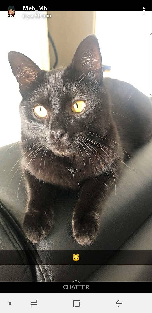 Minion participe au concours pour gagner de l'argent avec cette photo : black_cat, box, carnivore, cat, claw, domestic_short_haired_cat, felidae, fur, grey, iris, small_to_medium_sized_cats, snout, tail, terrestrial_animal, whiskers, window