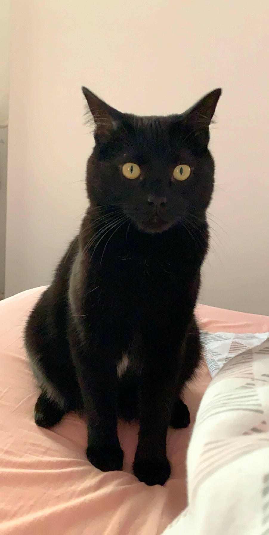 Minion participe au concours pour gagner de l'argent avec cette photo : black_cat, bombay, carnivore, cat, claw, domestic_short_haired_cat, door, felidae, fur, havana_brown, paw, small_to_medium_sized_cats, snout, tail, terrestrial_animal, whiskers