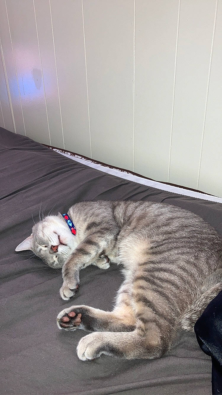 Flavio is registered to the contest to win money with this photo: carnivore, cat, claw, comfort, domestic_short_haired_cat, felidae, flooring, fur, grey, mammal, mat, nap, paw, small_to_medium_sized_cats, snout, tail, terrestrial_animal, whiskers, wood, yawn