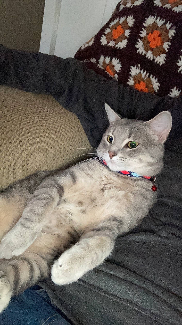 Flavio joined the competition — help win amazing prizes! carnivore, cat, claw, comfort, couch, domestic_short_haired_cat, fawn, felidae, fur, grey, linens, paw, sitting, small_to_medium_sized_cats, tail, whiskers