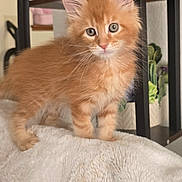 Buttercup is registered to the contest to win money with this photo: basket, blanket, cozy, curious, cute, ears, feline, fluffy_fur, fur, home, indoor, kitten, orange_cat, pet, plant, shelf, small_animal, soft_texture, standing, whiskers