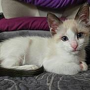 Lola joined the competition — help win amazing prizes! kitten, cat, blue_eyes, fur, whiskers, ears, nose, tail, paws, lying_down, blanket, cushions, indoor, pet, animal, cute, young, close_up, resting, cozy