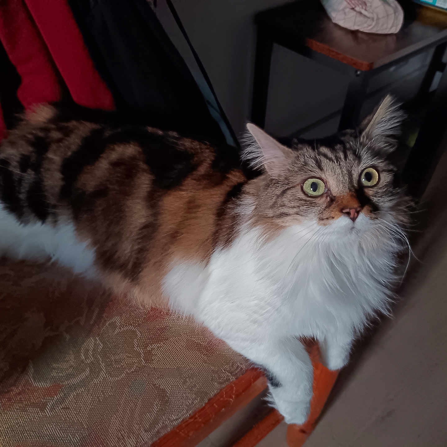 Amia participe au concours pour gagner de l'argent avec cette photo : animal, brown_fur, cat, chair, curious, domestic_animal, feline, fluffy, fur, furniture, home, indoor, looking_up, pet, resting, tabby, whiskers, white_fur, wide_eyes, wooden_floor