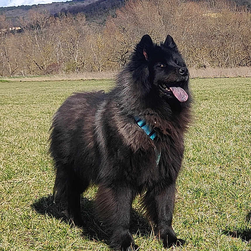Mishka a rejoint le concours — aidez-le/la à gagner de superbes lots ! animal, canine, chow, countryside, dog, eskimodog, field, germanshepherd, grass, grassland, hound, meadow, nature, newfoundland, outdoors, pet, plant, policedog, puppy, rural